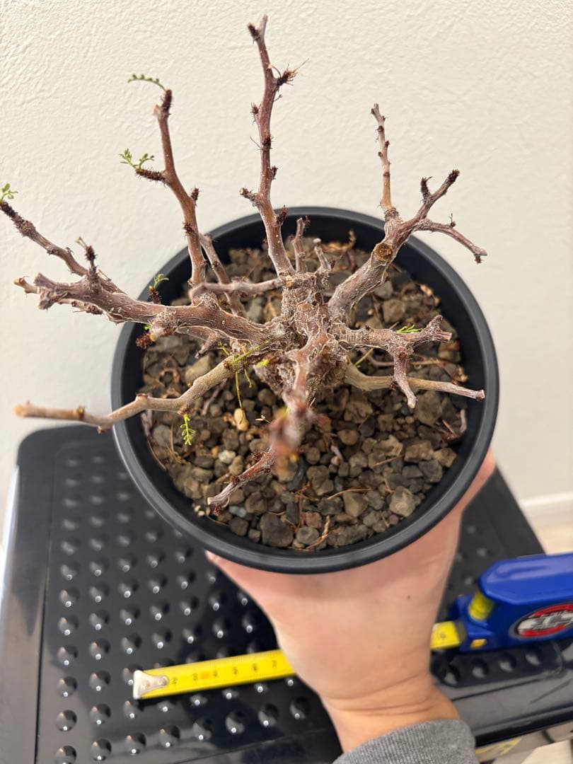 センナ　メリディオナリス　実生株